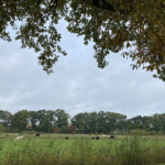 Haagse Beemden